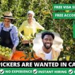 Fruit Picking Jobs In Canada With Visa Sponsorship 2024