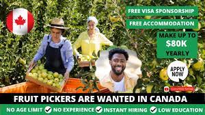Fruit Picking Jobs In Canada With Visa Sponsorship 2024